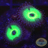 Krustenanemonen „Mindblowing“