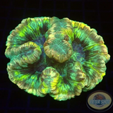 Trachyphyllia spp. “Marbled” WYSIWYG