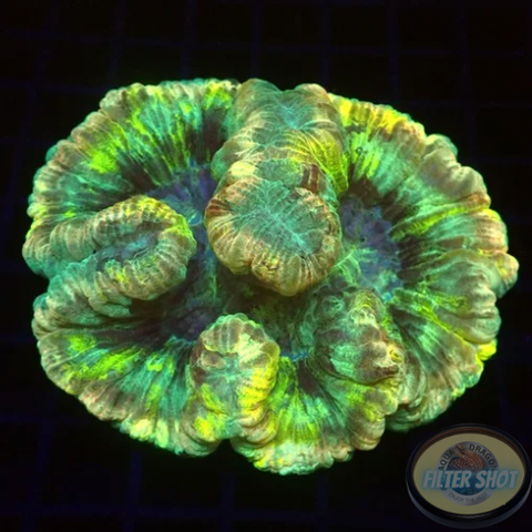 Trachyphyllia spp. “Marbled” WYSIWYG