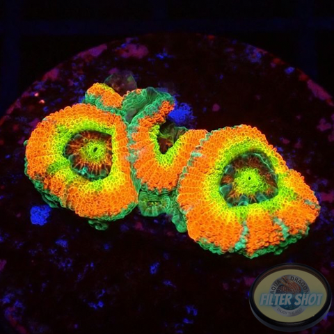 Micromussa amakusensis „Holy Grail“ WYSIWYG