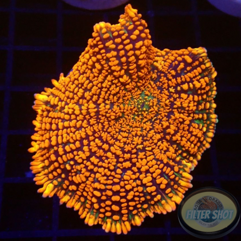 Rhodactis spp. „Forest Fire“ WYSIWYG