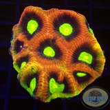 Goniastrea spp. „Dragon Soul“ 🐉 WYSIWYG „AD Special“