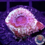 Homophyllia bowerbanki “Sicario” WYSIWYG