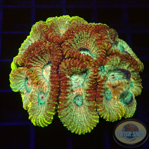 Favia spp. „District“ WYSIWYG