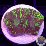 Goniastrea spp. „Matrix“ AD Special