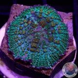Rhodactis spp. „Franky‘s Bride“
