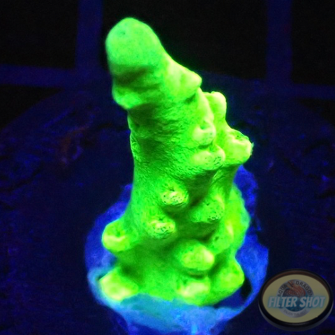 Acropora austera “Radioactive” AD Special