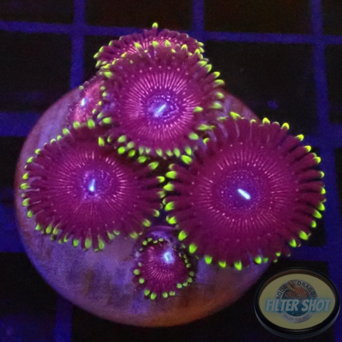 Krustenanemonen „Strawberry“ WYSIWYG