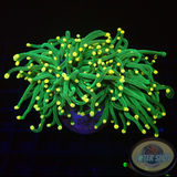 Euphyllia glabrescens „Yellow Touch“ WYSIWYG