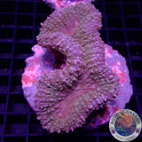 Lobophyllia spp. „Creamy“ WYSIWYG „AD Special“