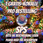 Gratis-Koralle SPS