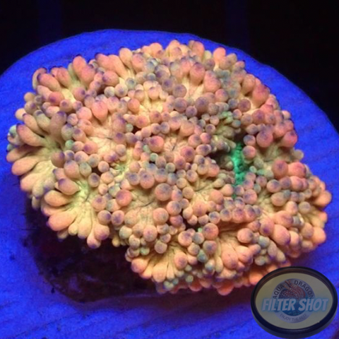 Goniopora spp. „Sugar&Cream“ WYSIWYG „AD Special“