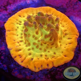 Montipora spp. „Golden Phoenix“ AD Special