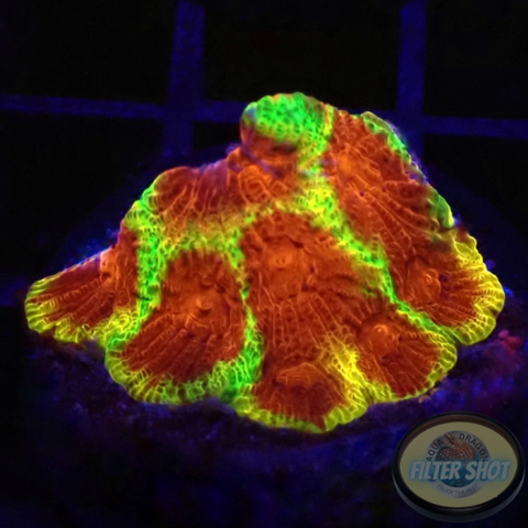 Favia spp. „Chemical Warfare“ WYSIWYG