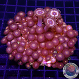 Krustenanemonen „Vampire Palm“ WYSIWYG