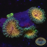 Krustenanemonen „Meteor Dust“ WYSIWYG „AD Special“