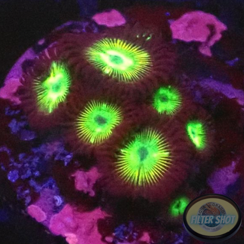 Krustenanemonen “Hulk” WYSIWYG