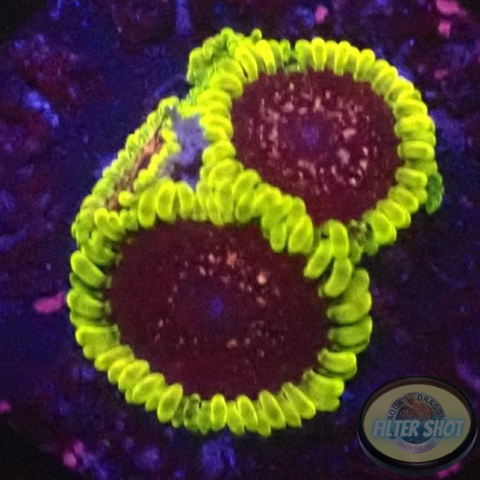 Krustenanemonen „Thermosphere“ WYSIWYG „AD Special“