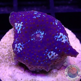 Discosoma spp. „Blue Jaw“