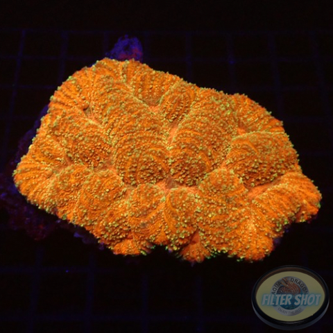 Symphyllia spp. „Spark“ WYSIWYG