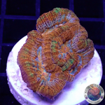 Australophyllia wilsoni „Rainbow“ WYSIWYG