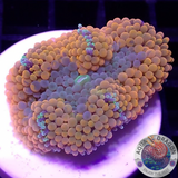 Ricordea florida „Shyne“ WYSIWYG „AD Special“