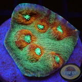 Echinophyllia spp. „Saturn Ring“ WYSIWYG „AD Special“