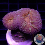 Lobophyllia spp. „Golden Pumpkin“ WYSIWYG