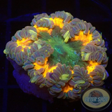 Phymanthus crucifer WYSIWYG