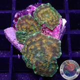 Discosoma spp. „Cat“ WYSIWYG