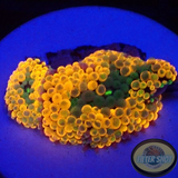 Ricordea florida „Shyne“ WYSIWYG „AD Special“