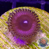 Krustenanemonen „Hallacious“ WYSIWYG