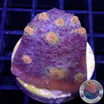 Echinophyllia spp. „Golden Galaxy“ AD Special