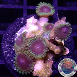 Krustenanemonen „Bloodshot“ WYSIWYG „AD Special“