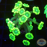 Alveopora spp. „Marindo Rulz“ AD Special
