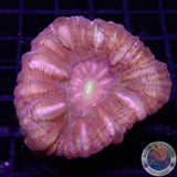 Cynarina lacrymalis „Rainbow Cushion“ WYSIWYG