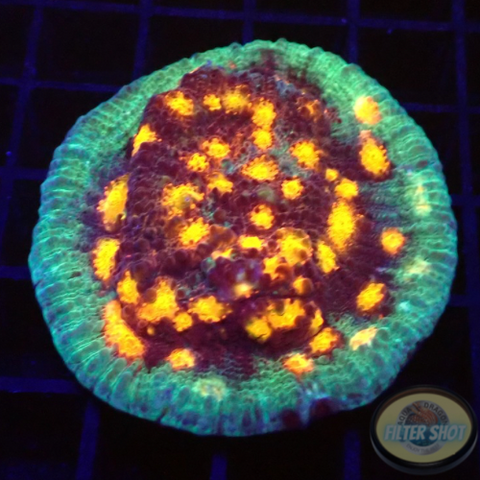 Echinophyllia spp. “Ninth Gate” WYSIWYG “AD Special”