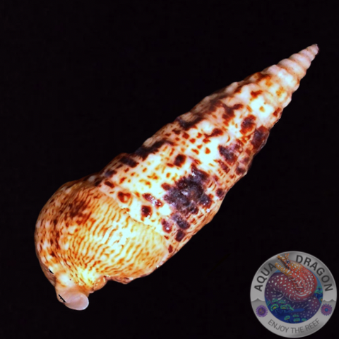 Cerithium spp. „Nadelschnecke“