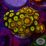 Krustenanemonen „King Rasta“ WYSIWYG