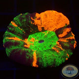 Homophyllia australis „Master“ WYSIWYG