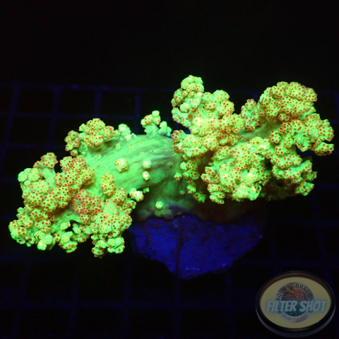Dendronephthya spp. „Nuclear Sunset“ WYSIWYG