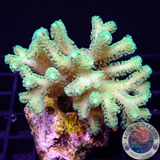 Seriatopora caliendrum „Toxic Bird Nest“ WYSIWYG