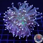 Euphyllia glabrescens „Garland“ AD Special
