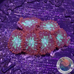 Krustenanemonen „Chemical Romance“ WYSIWYG