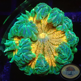 Phymanthus crucifer WYSIWYG