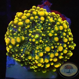 Ricordea yuma „Zilla“ AD Special