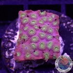 Cyphastrea spp. “Bling Bling”