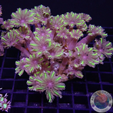 Clavularia spp. „Star“ WYSIWYG