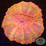 Acanthophyllia deshayesiana „Twilight“ WYSIWYG