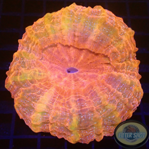 Acanthophyllia deshayesiana „Twilight“ WYSIWYG